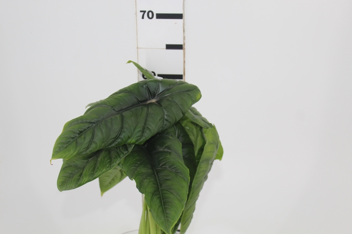 <h4>FOLHAGEM ALOCASIA BORNEENSIS 040 CM</h4>