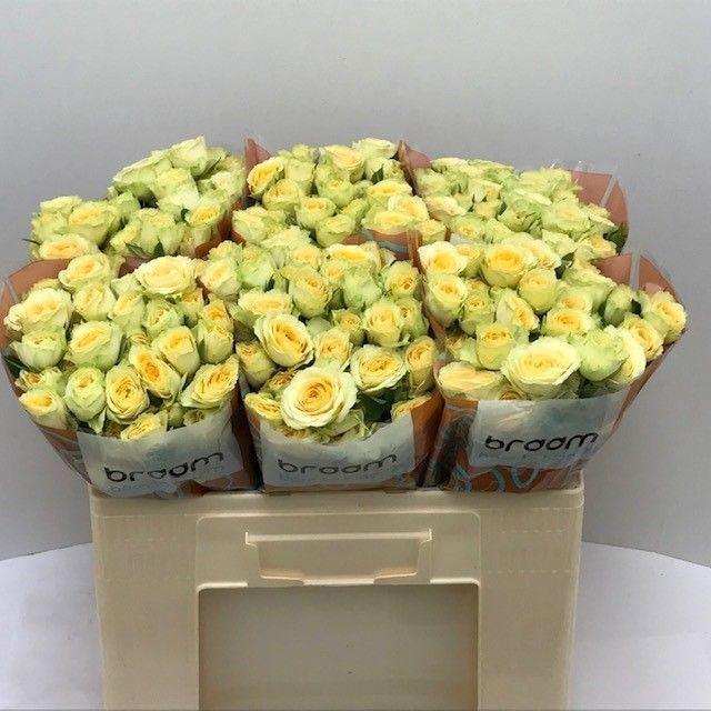 <h4>Rosa TR 'Bandolero' BRAAM</h4>