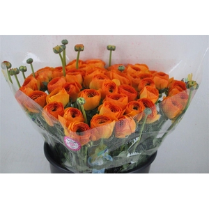 Ran Cloni Sup Lambada