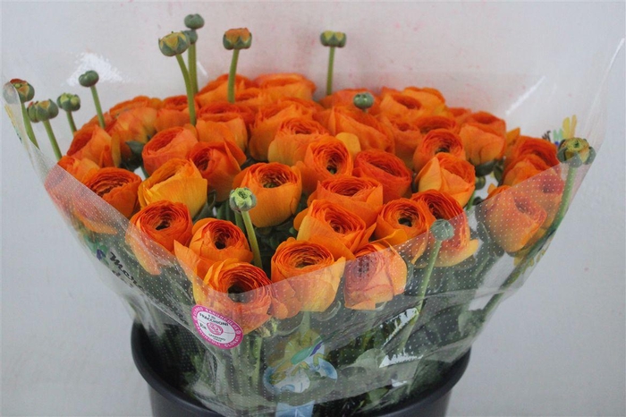 <h4>Ran Cloni Sup Lambada</h4>