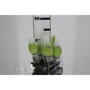ANASTASIA DARK GREEN 080 CM VERDE