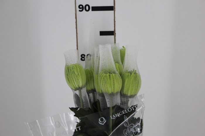 <h4>ANASTASIA DARK GREEN 080 CM VERDE</h4>
