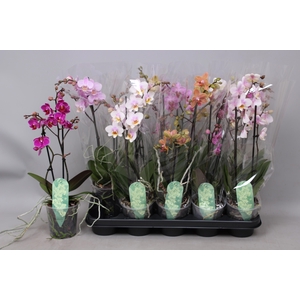 PHAL MF GEM 5 KL