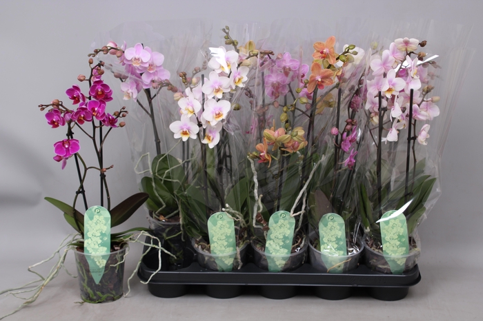 <h4>PHAL MF GEM 5 KL</h4>