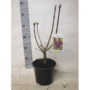 SYRI V AND AN LUDWIG