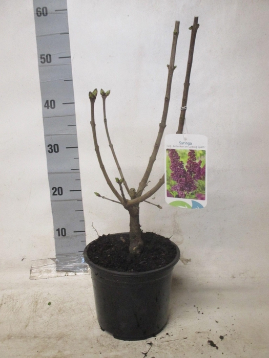 <h4>SYRI V AND AN LUDWIG</h4>