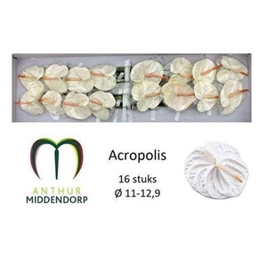 ANTH A ACROPOLIS X16