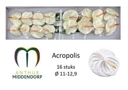 <h4>ANTH A ACROPOLIS X16</h4>