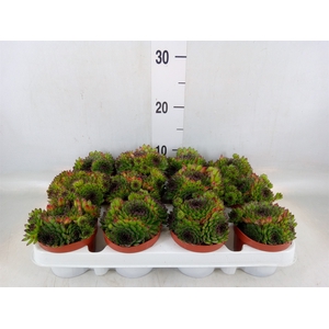 Sempervivum   ...