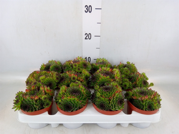 <h4>Sempervivum   ...</h4>