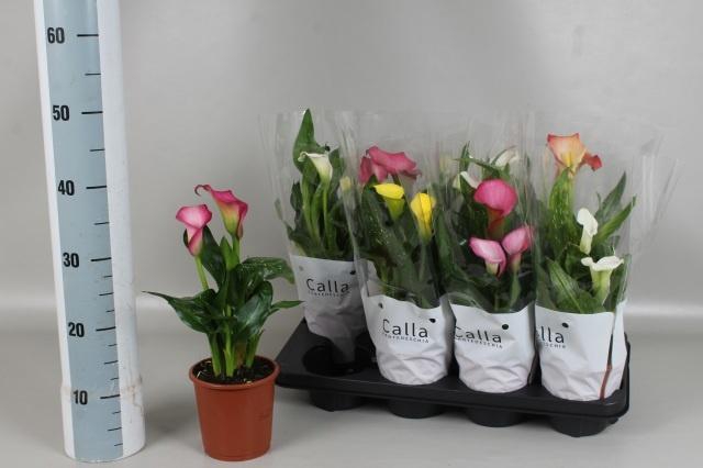 <h4>ZANT GEM 4 KL</h4>