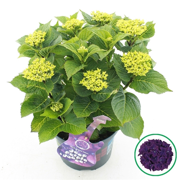 <h4>Hydrangea macr. Music Collection® 'Deep Purple Dance'® C5 (23cm.) Kn.</h4>