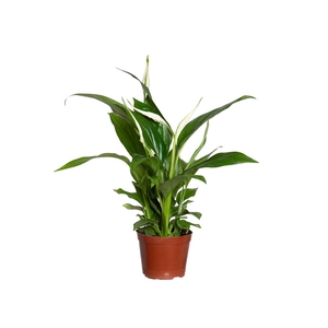 SPATHIPHYLLUM P08 MIN 5 HT COM FLOR
