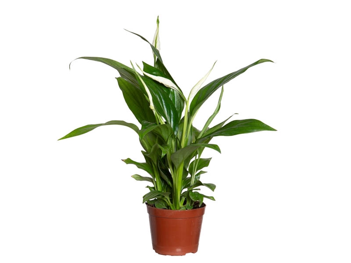 <h4>SPATHIPHYLLUM P08 MIN 5 HT COM FLOR</h4>