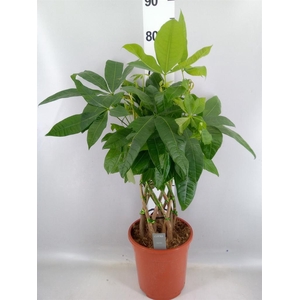 Pachira aquatica