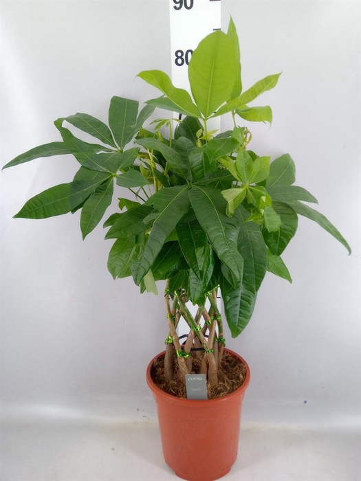 <h4>Pachira aquatica</h4>