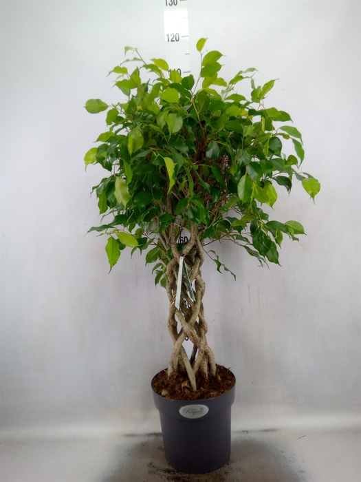 Ficus benja.   ...special shapes