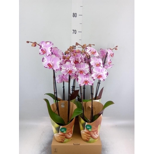 Phalaenopsis 'FC Magic Art'