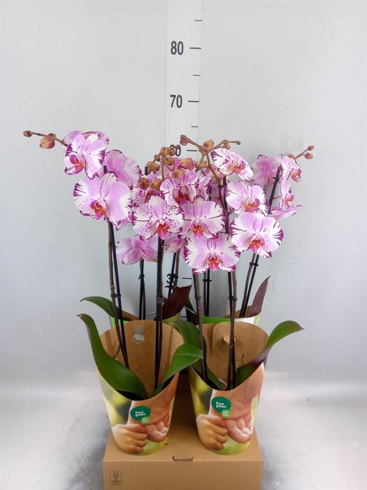 <h4>Phalaenopsis 'FC Magic Art'</h4>