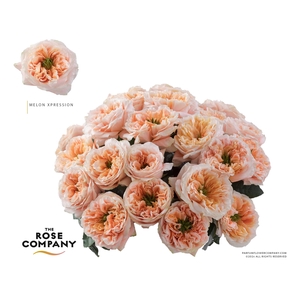 Rosa Ec Garden Melon X-Pression