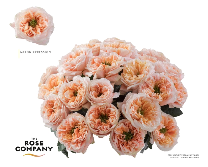 <h4>Rosa Ec Garden Melon X-Pression</h4>