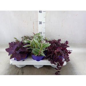 Tradescantia   ...mix