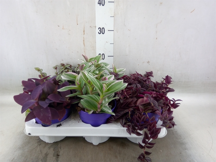 <h4>Tradescantia   ...mix</h4>