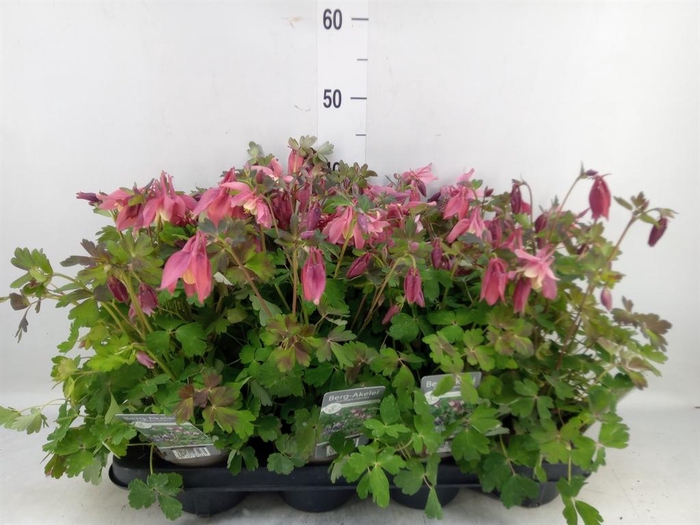 <h4>Aquilegia caerulea</h4>