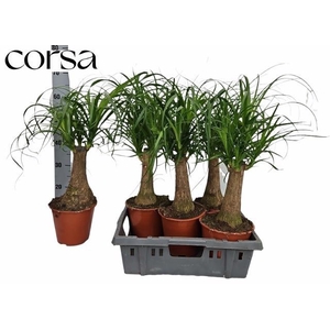 BEAUCARNEA RECUR