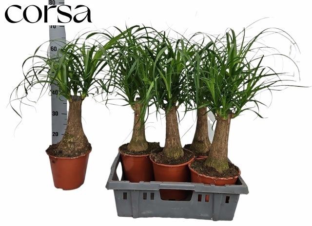 <h4>BEAUCARNEA RECUR</h4>