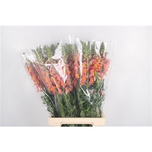 Antirrhinum It. Orange Ex