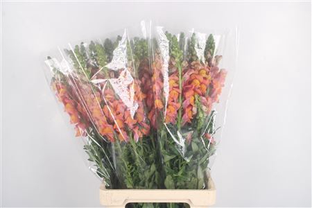 <h4>Antirrhinum It. Orange Ex</h4>