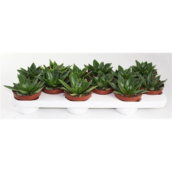 <h4>Echeveria Mexico</h4>