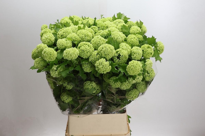 <h4>Viburnum Roseum</h4>