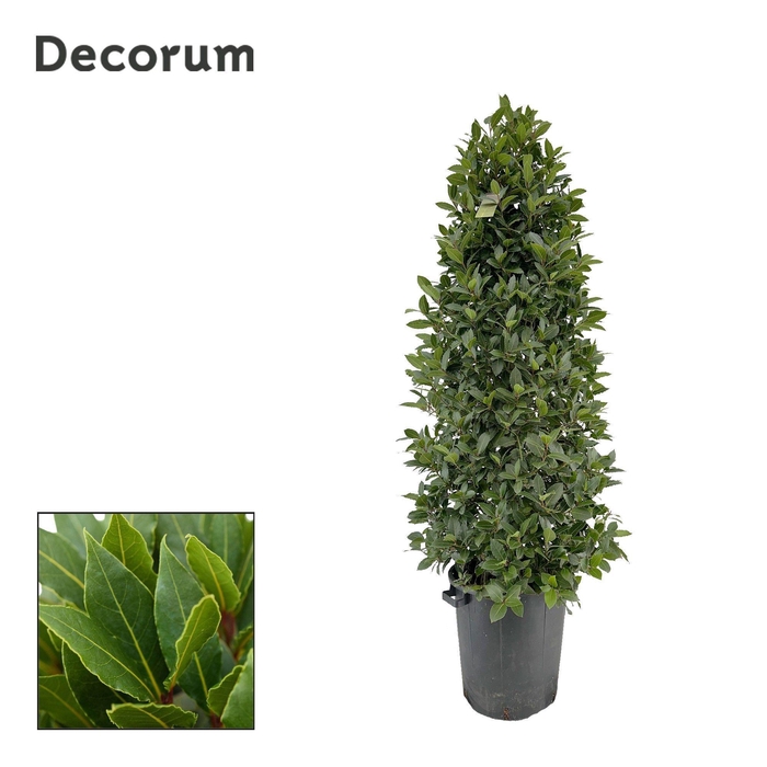 <h4>Laurus nobilis Piramide</h4>