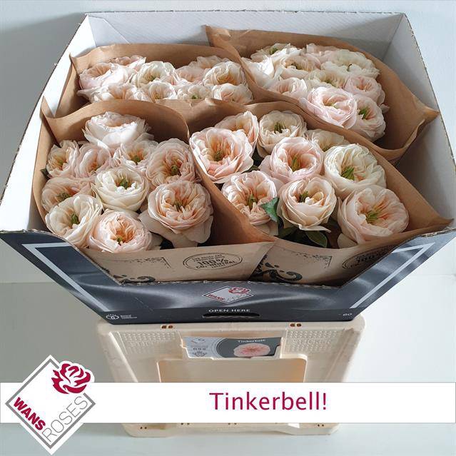 Rosa Garden Tinkerbell