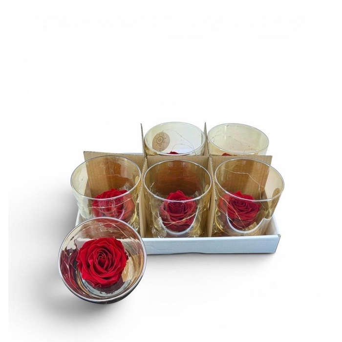 <h4>ARR ROSA POT H%</h4>