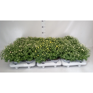 Chrysanthemum  'GardM'   ...mix