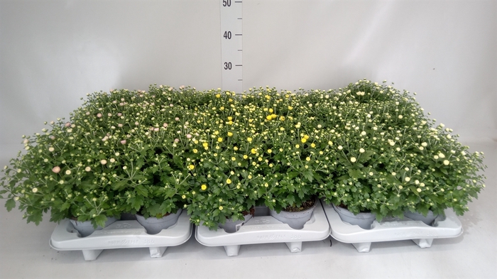 <h4>Chrysanthemum  'GardM'   ...mix</h4>
