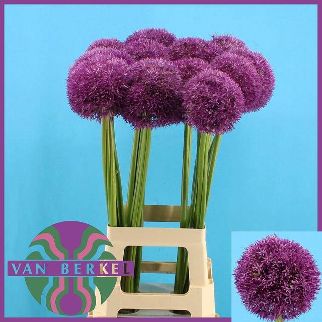 <h4>ALLIUM PINBALL WIZAR</h4>