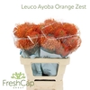 Leuco Ayoba Orange Zest