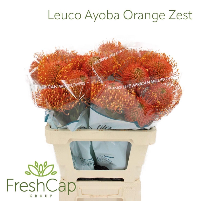 Leuco Ayoba Orange Zest