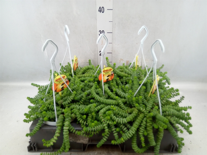 <h4>Crassula marnieriana</h4>