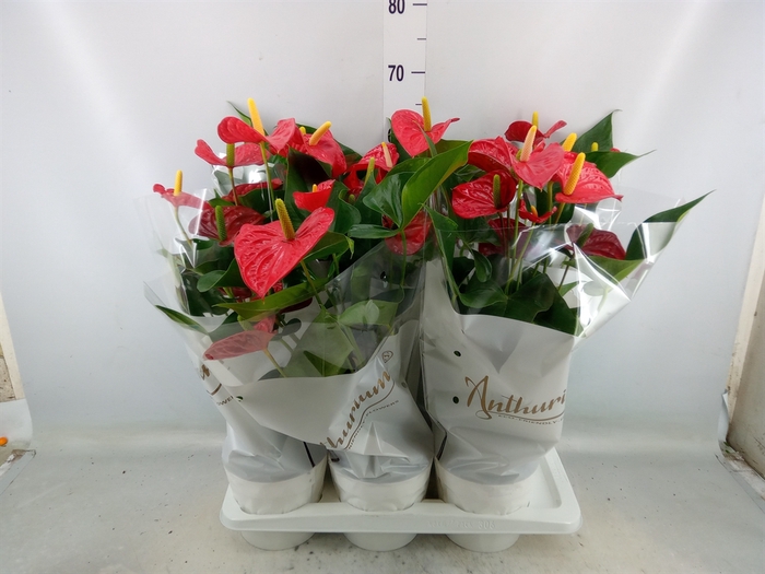 <h4>Anthurium andr. 'Red Champion'</h4>