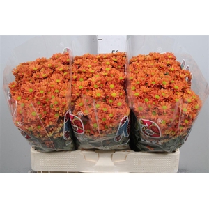 Chr S Mad Ovada Oran