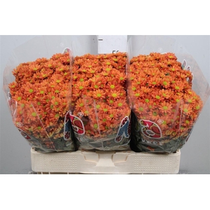 Chr S Mad Ovada Oran