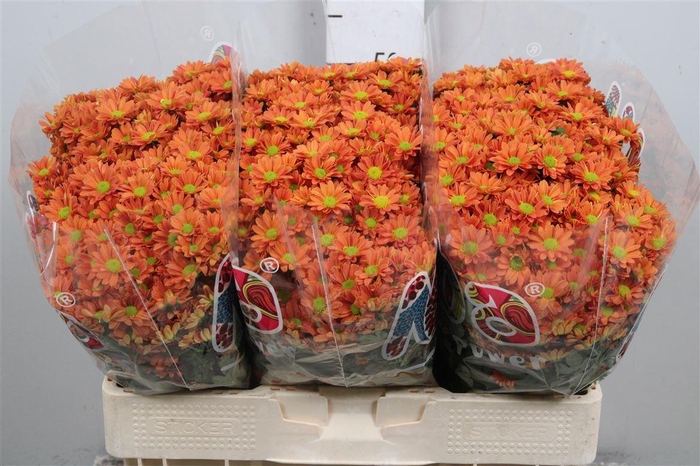 <h4>Chr S Mad Ovada Oran</h4>