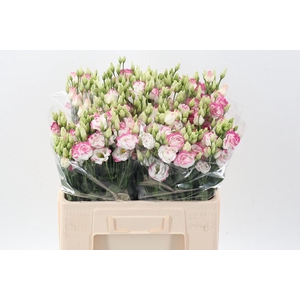 Eus G Excal Hot Lips