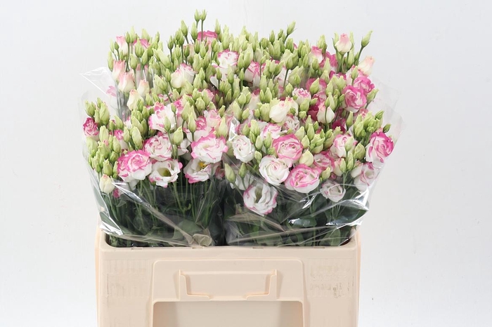 <h4>Eus G Excal Hot Lips</h4>