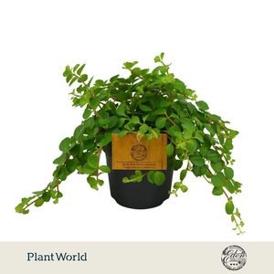 Peperomia Rotundifolia 10,5cm